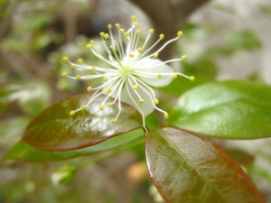 pitanga_floreciendo_eugenia-uniflora_flowers-20140909T120350