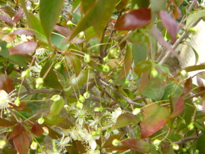 pitanga_floreciendo_eugenia-uniflora_flowers-20140909T120541