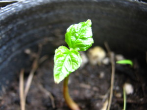 sete_capotes_seedling-20140902T210702