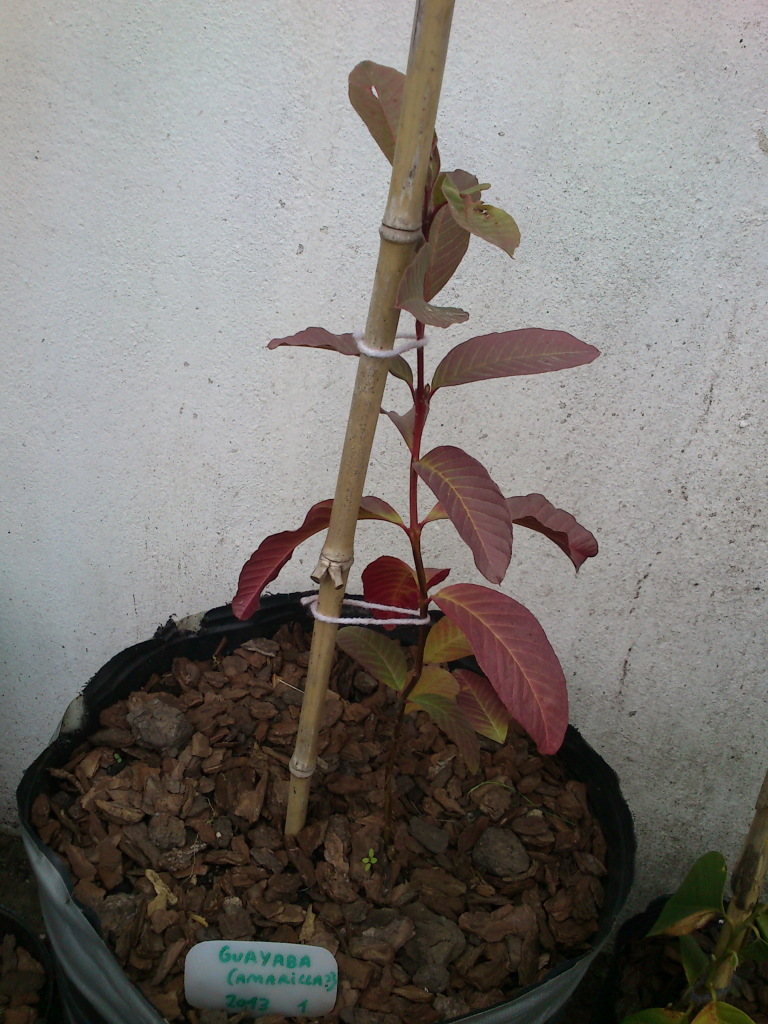 DSC_0033 Guayaba amarilla 1