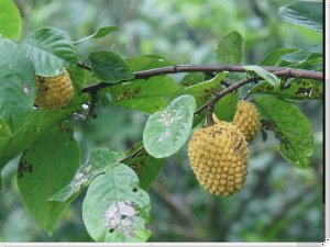 annona_jahnii