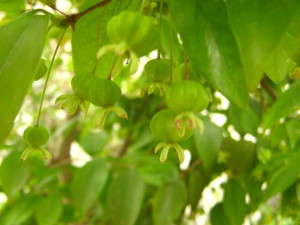 eugenia_uniflora_pitanga-20141027T122903