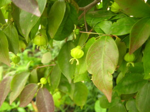 eugenia_uniflora_pitanga-20141027T122908