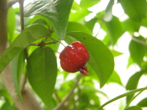 eugenia_uniflora_pitanga-20141027T122933