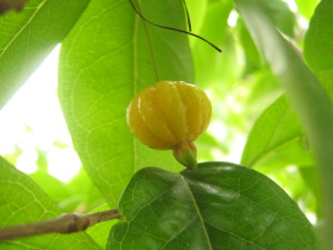 eugenia_uniflora_pitanga-20141027T122939