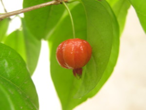 eugenia_uniflora_pitanga-20141027T122948
