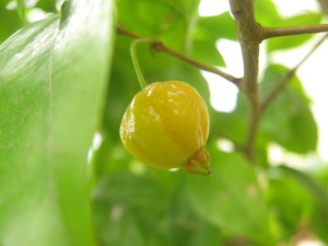 eugenia_uniflora_pitanga-20141027T122958
