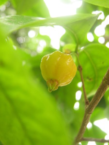 eugenia_uniflora_pitanga-20141027T123009