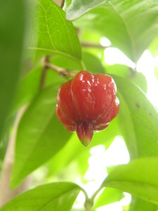 eugenia_uniflora_pitanga-20141027T123019