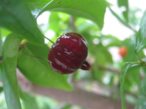 eugenia_uniflora_pitanga-20141028T182600