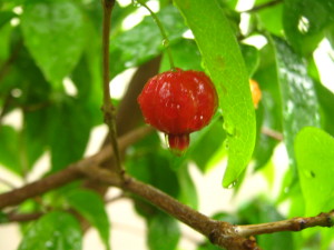 eugenia_uniflora_pitanga-20141029T122759