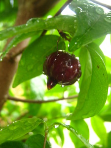 eugenia_uniflora_pitanga-20141029T122807