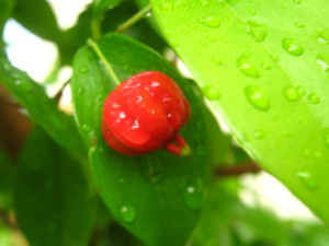 eugenia_uniflora_pitanga-20141029T122817