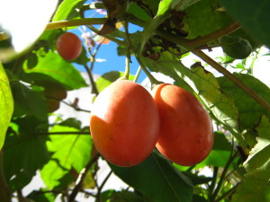 No puedo dejar de lado el asombroso tamarillo, he descubierto que el punto perfecto de maduración es cuando se ponen blandos... para eso hay que sacarlos de la planta o esperar que caigan, y esperar luego hasta que estén blandos... en tal caso son dulces y muy agradables para acompañar cualquier comida como si fueran tomates... eso sí, sin cáscara.