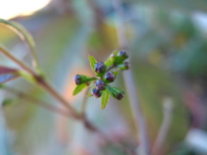 Botones florales de la misteriosa myrcia selloi!