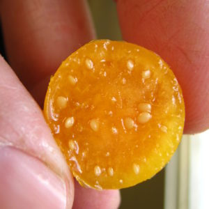 Physalis peruviana — Cape Gooseberry / Goldenberry — Seeds