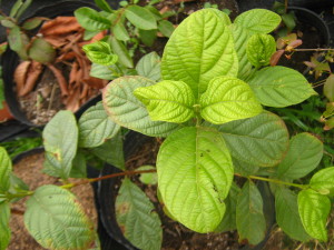 chamba (campomanesia guazumifolia), uno de los mejores frutales de américa del sur, conocido en Boyacá, Colombia, donde se producen numerosas comidas y bebidas a partir de esta fruta pariente del sete capotes y de las guayabas: yogur, sambajon, jugos, helados, etc.; restan 4 o 5 años para que dé algún fruto... no es apto para macetas, conviene plantarlo en el suelo porque fructifica siendo un árbol relativamente grande.