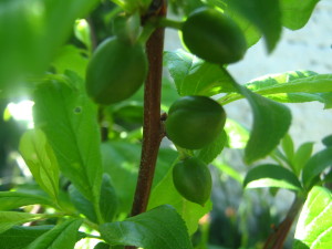 ciruelas, por millones
