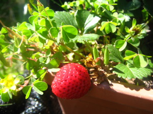es el tercer año de estas frutillas... de 15 plantas sobrevivieron 4, dan pocas frutas ahora y luego no dan más... están en macetas xq en una época había muchas hormigas negras... eso ya "pasó"