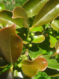 botones florales del arazá rojo: este año quitaré algunos frutitos antes de q maduren para q los que queden sean más grandes y dulces... además deberé protegerlos de la mosca de la fruta haciendo unas trampas que aconseja el INTA