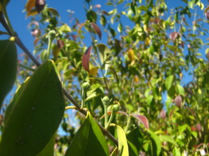 guaviyú: en una semana estará plagadísimo de flores blancas... esperemos que nos brinde tantos frutos como el año pasado o más! son exquisitos durante enero