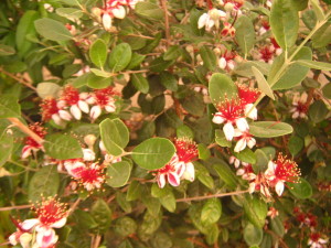 La feijoa o guayaba serrana no deja de asombrar! tomé flores de este arbusto y las pasé por las flores del otro, cosa de polinizar cruzadamente.
