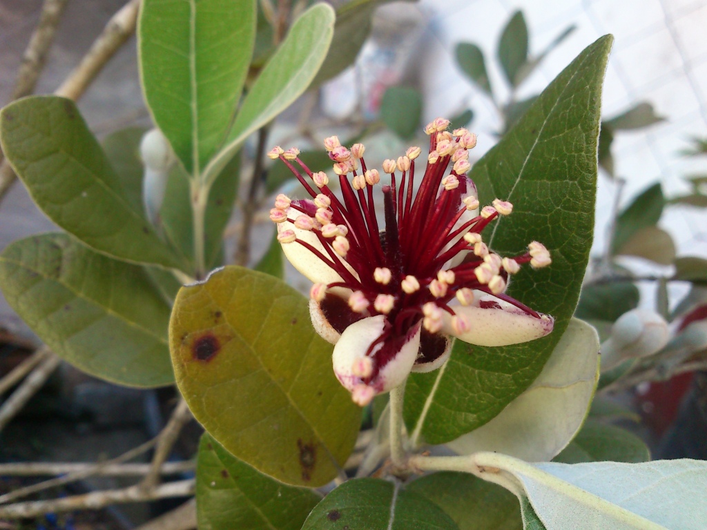 DSC_0030 Feijoa 1 (flor)