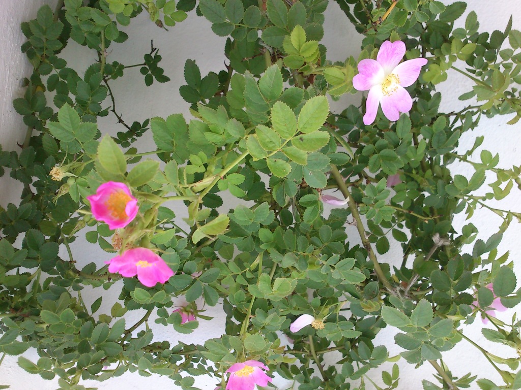 DSC_0127 Rosa mosqueta (floreciendo)