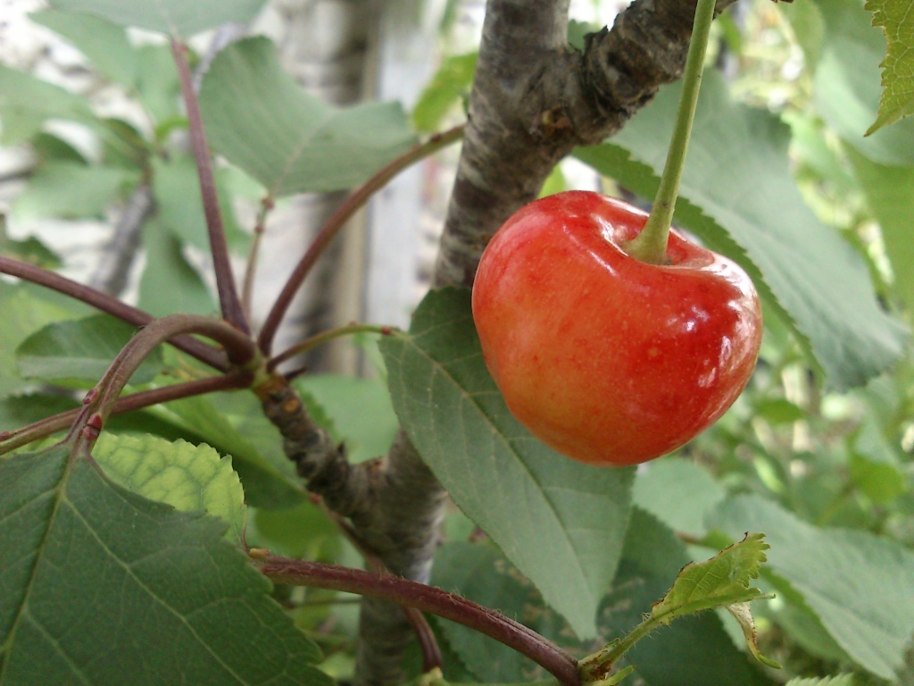 DSC_0302 Cereza (fruto)