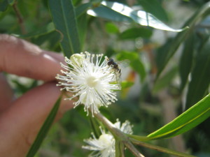 murta_-myrceugenia_glaucescens-20141113T094027