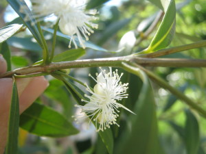 murta_-myrceugenia_glaucescens-20141113T094042