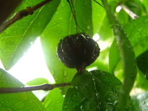 pitanga_negra_2_-20141102T125122
