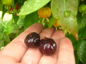 pitanga_negra_2_-20141102T125550