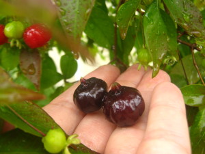 pitanga_negra_2_-20141102T125602
