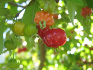 pitanga_roja_eugenia-uniflora-_Huertasurbanas_-20141108T175017