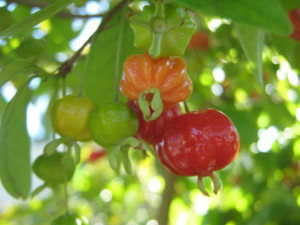 pitanga_roja_eugenia-uniflora-_Huertasurbanas_-20141108T175030