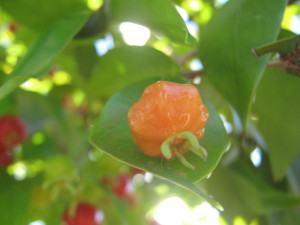 pitanga_roja_eugenia-uniflora-_Huertasurbanas_-20141108T175102