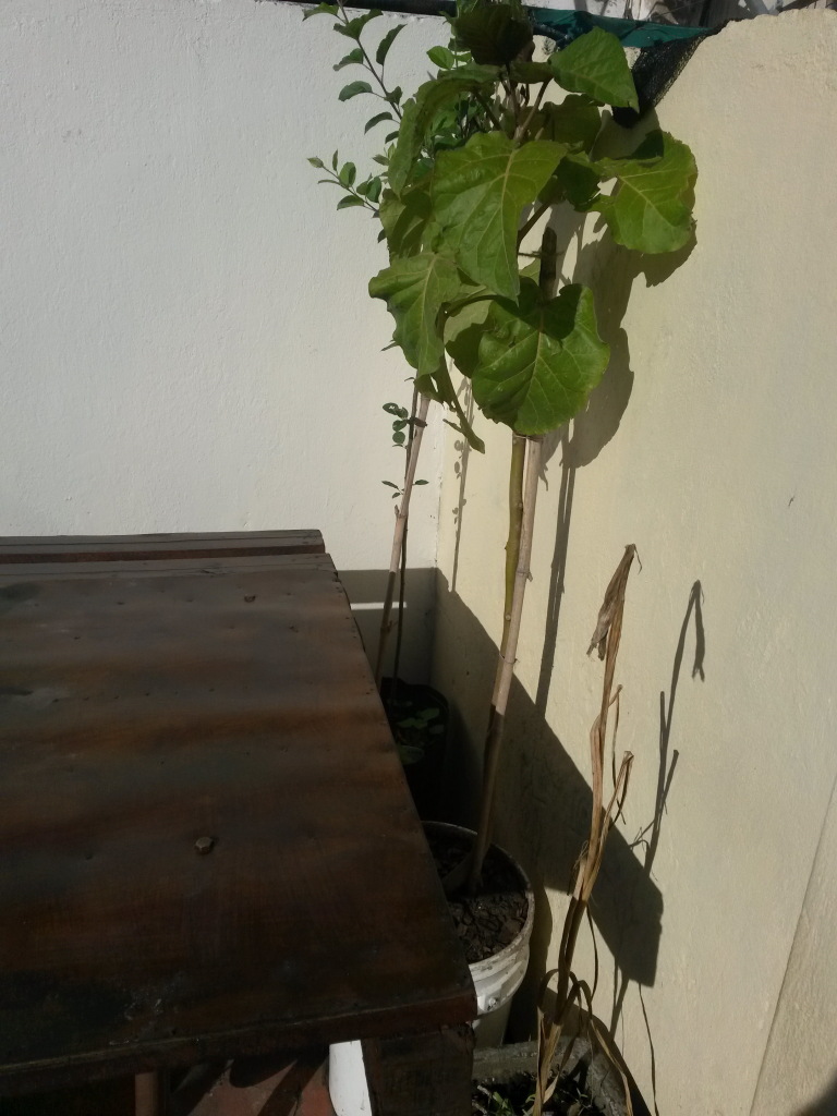 171000 Tamarillo naranja 1