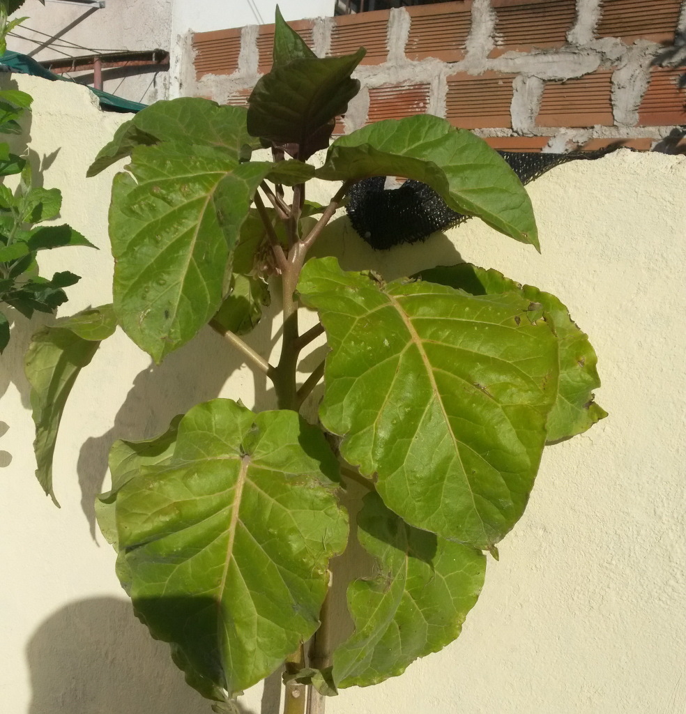 172000 Tamarillo naranja 1