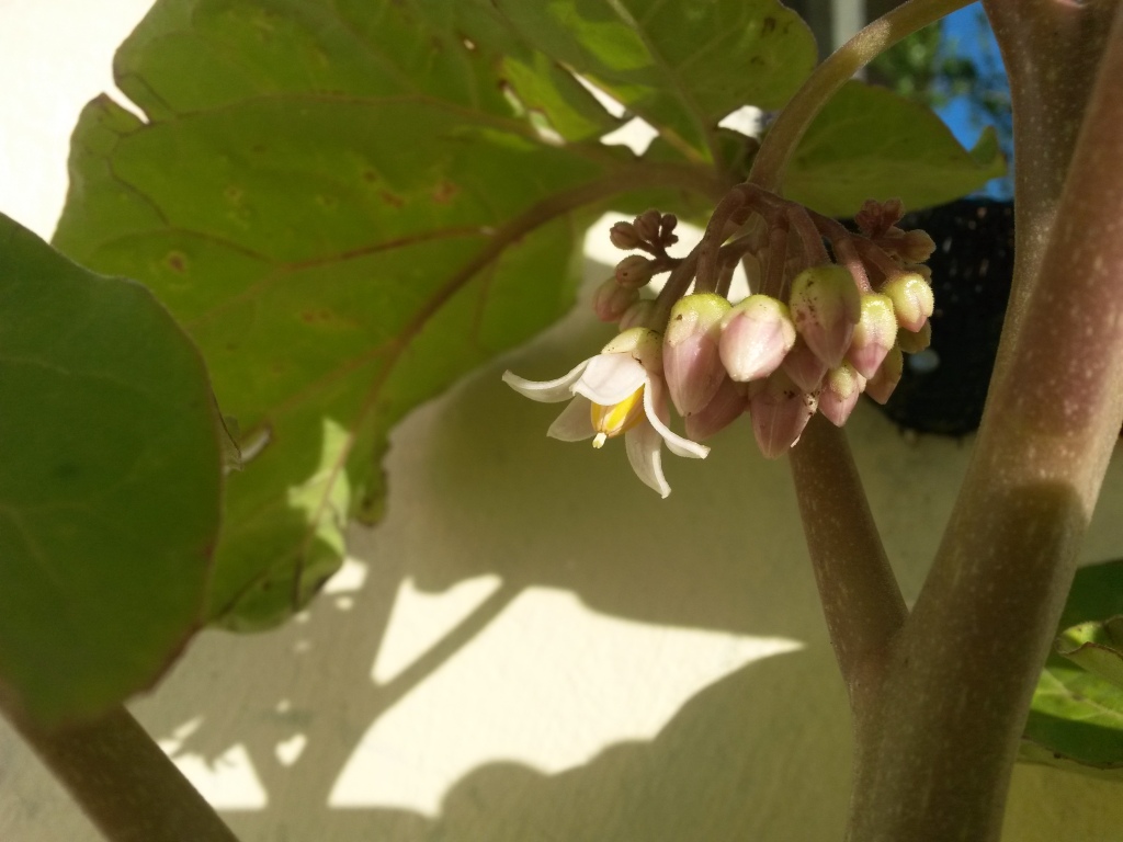 173000 Tamarillo naranja 1
