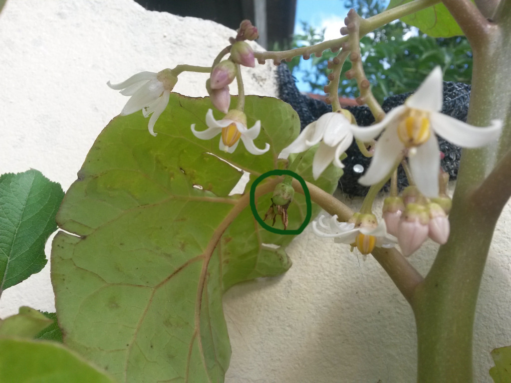 20150101_160440 Tamarillo naranja 1 (pequeño fruto)