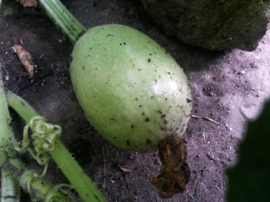 20150101_160521 Calabaza spaghetti (cuajando)