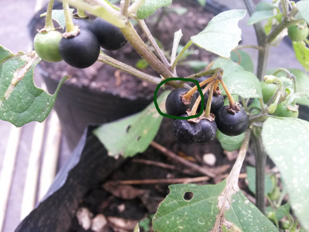 20150101_160748 Sunberry (fructificando)