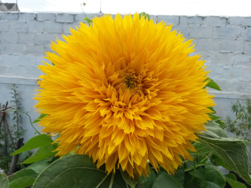 20150106_153811 Girasol doble (flor)