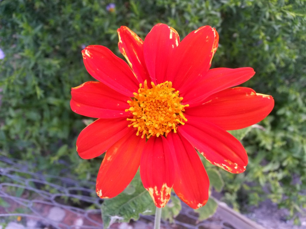 20150129_153202 Girasol Mexicano (flor)