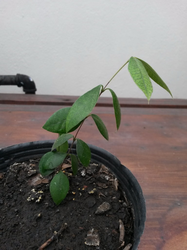 20150209_180801 Guaviyú