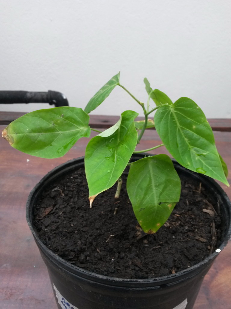 20150209_180910 Granadilla