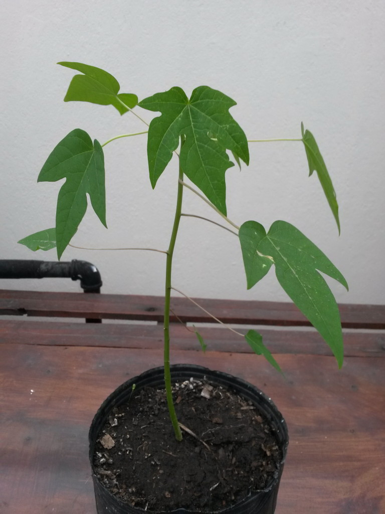 20150209_180946 Papaya (Puerto Rico)