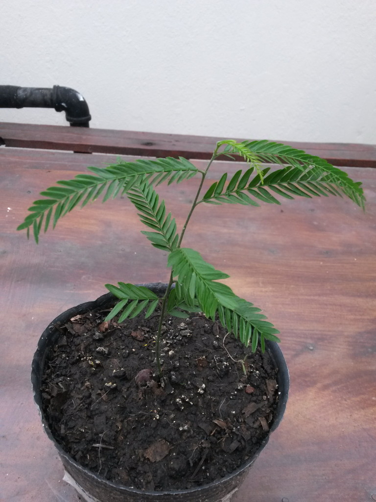 20150209_181032 Banana ornamental