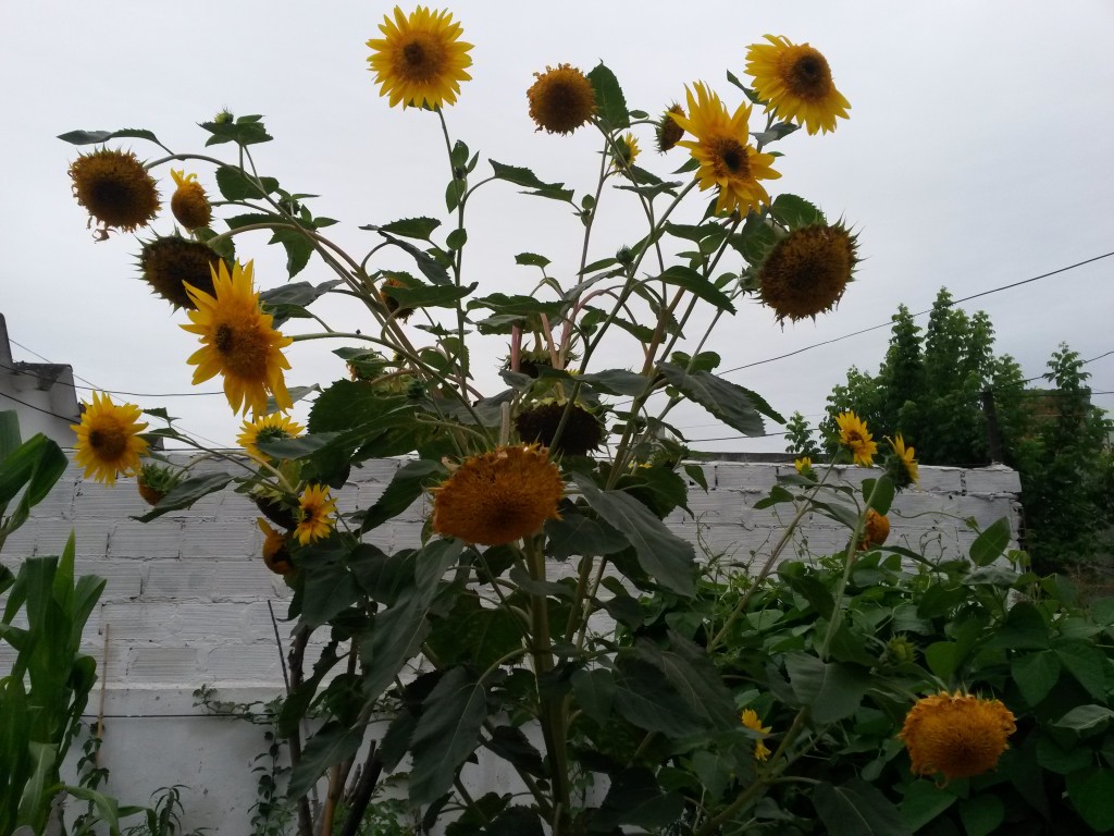 20150209_190205 Girasol doble